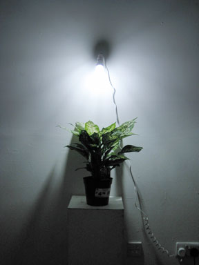 Christine Wong Yap, work in progress, 2009, light, potted plant. dim. var.*