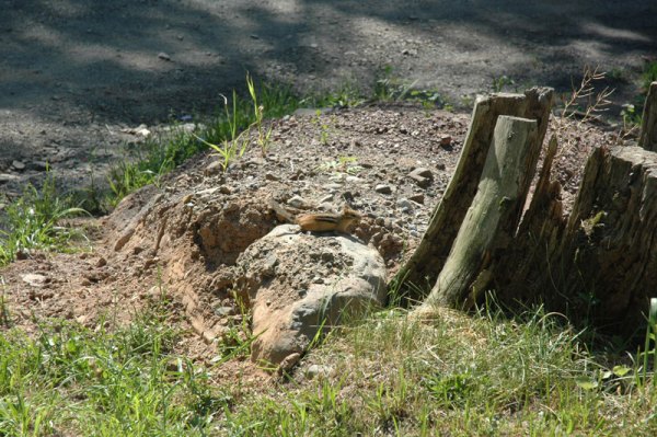 Chipmunks everywhere.