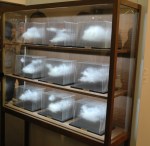 GOOD IDEAS. Leandro Erlich's cloud case. Spraypaint on layered acrylic sheets. Brilliant. The cabinet makes it. Sean Kelly Gallery, New York.