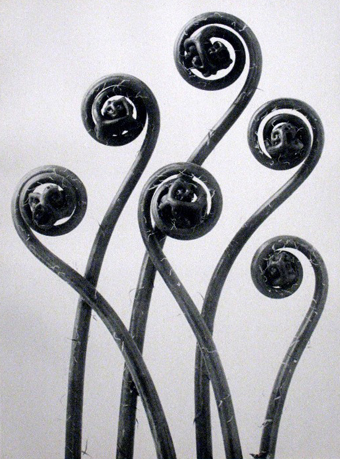 Karl Blossfeldt, Adiantum pedatum, Maidenhair fern, young unfurling fronds, 12x. // Image source: PortlandArtMuseum.org. Caption source: karlblossfeldtphotos.com.