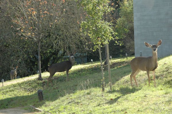 Deer at Montalvo.